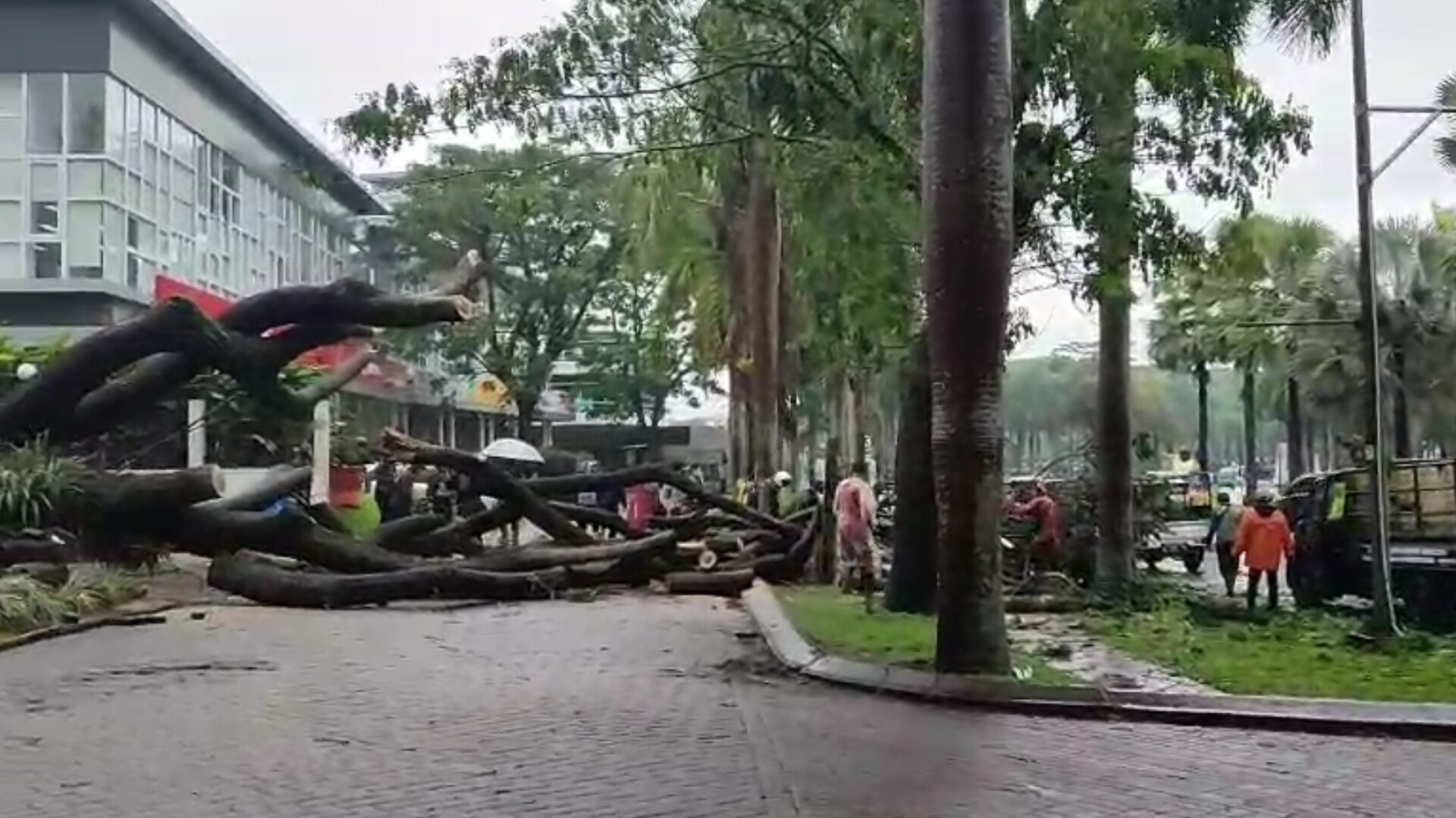 Angin Kencang Robohkan Pohon Trembesi di Kota Baru Parahyangan KBB