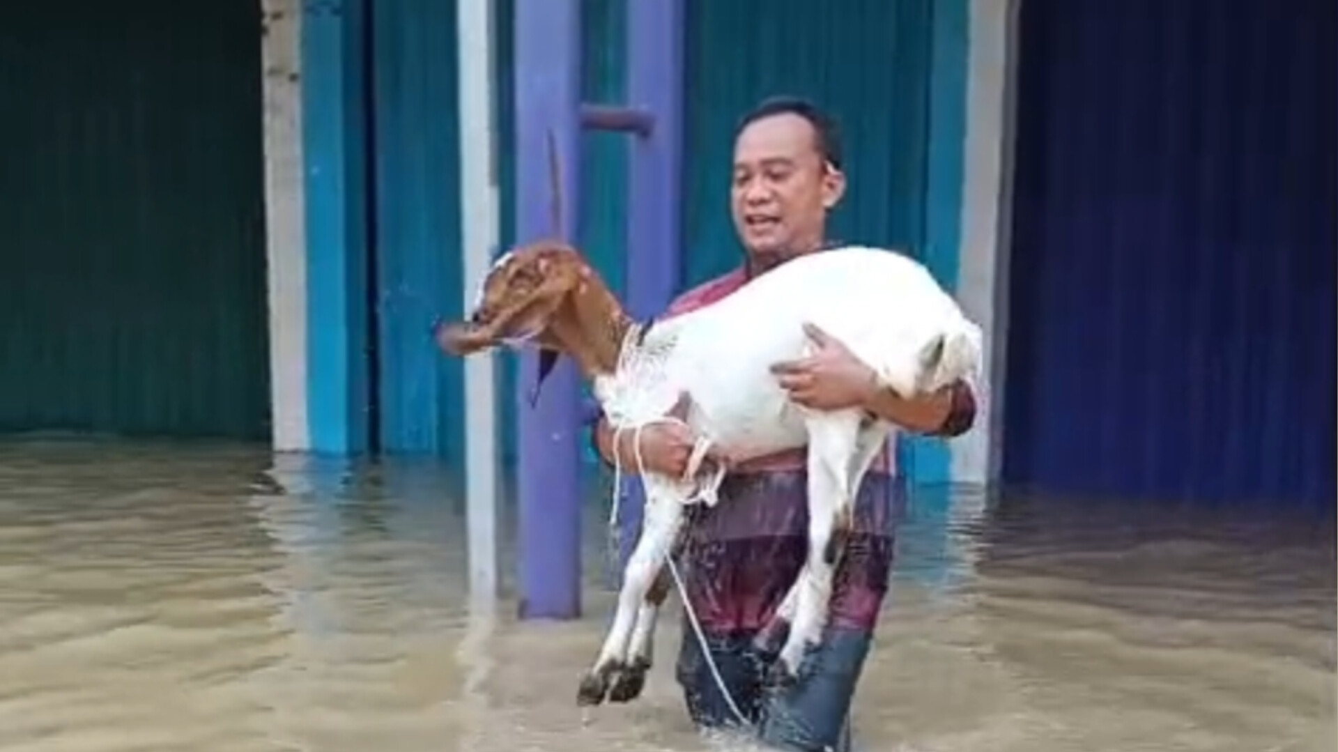 Relawan MAP Social Humanity Gelar Aksi Kemanusiaan, Evakuasi Hewan Ternak Warga Desa Mulyasari Terjebak Banjir