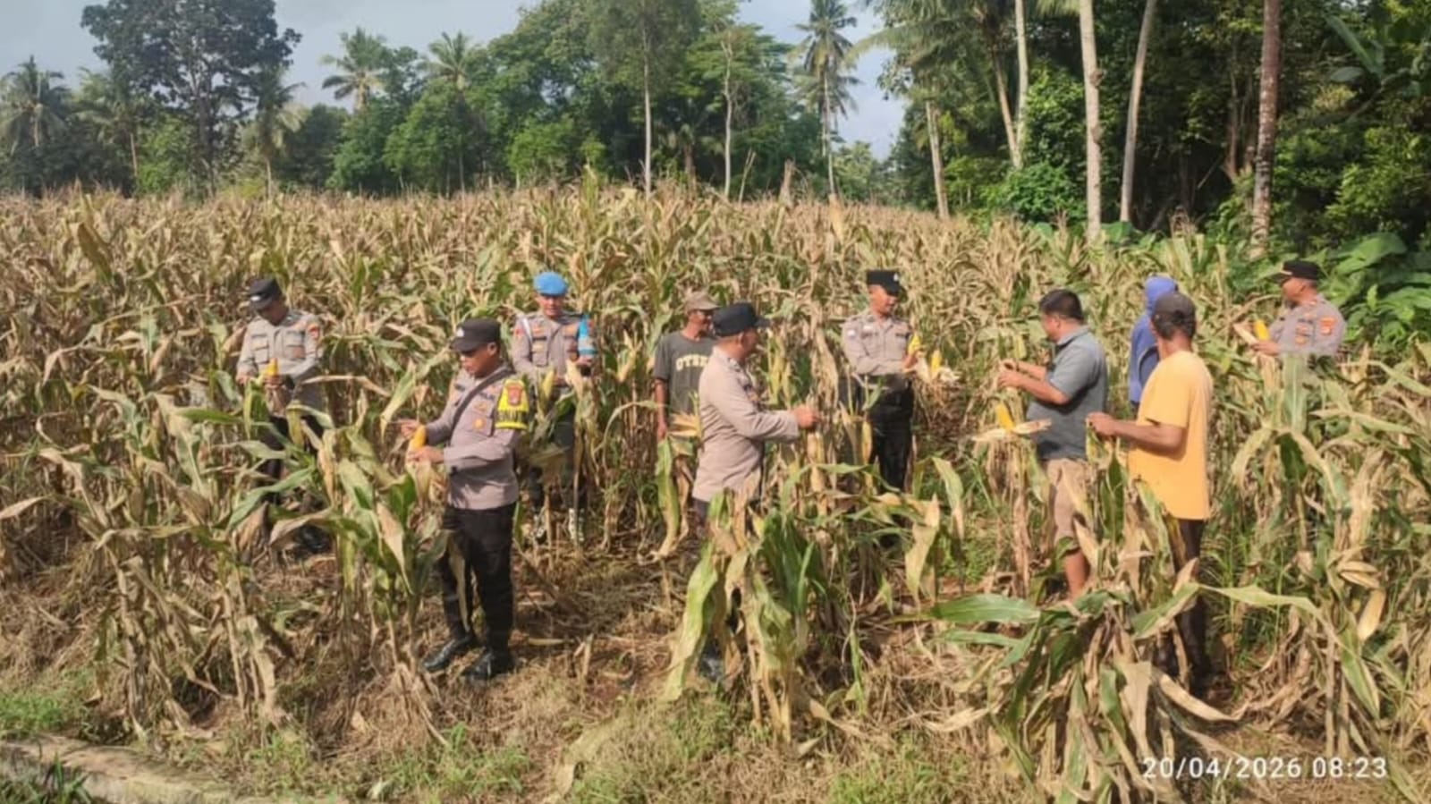 HADIR DI TENGAH MASYARAKAT: BHABINKAMTIBMAS POLSEK LABUHAN MARINGGAI DUKUNG KETAHANAN PANGAN NASIONAL DENGAN PEMANTAUAN LANGSUNG DAN SOSIALISASI KAMTIBMAS