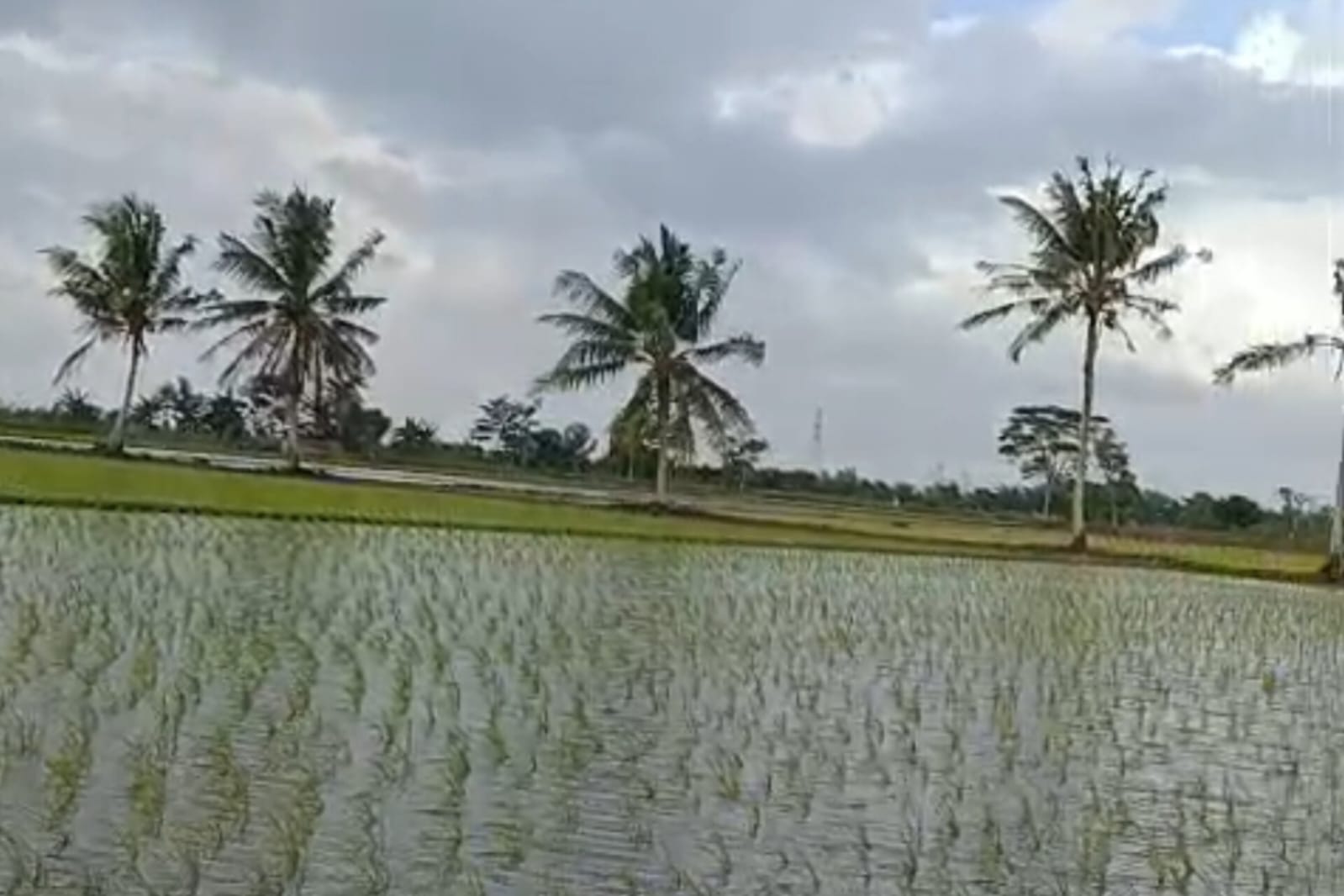 Indah dan Memukau: Hijau Sawah Hasan Bulan Pasiranjaya, Tanaman Padi Bapak Ribut Tumbuh Subur Menuju Masa Panen 